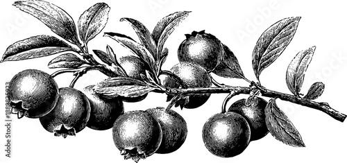 Blueberry branch with berries vintage botanical design for print or poster