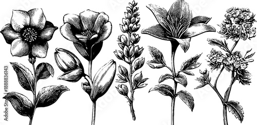 Vintage botanical bouquet sketch composition for artistic study