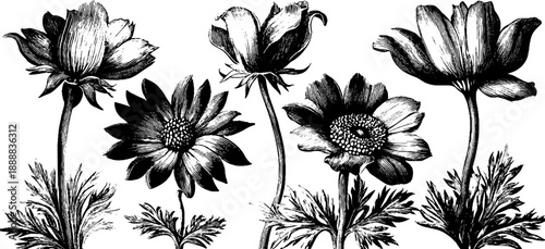 Vintage botanical bouquet illustration for floral design and decor