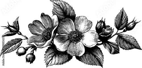 Vintage botanical bouquet symmetry study for design and decoration