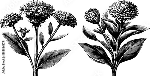 Symmetrical botanical bouquet study of vintage engraving for art and design