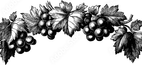 Vintage botanical frame with vine border for design and decoration