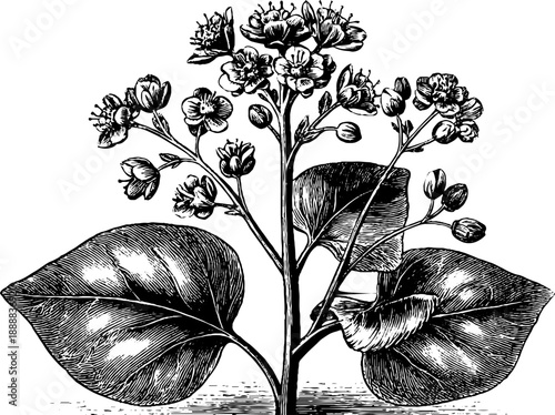 Vintage 19th century buckwheat plant illustration with flowers for botanical design