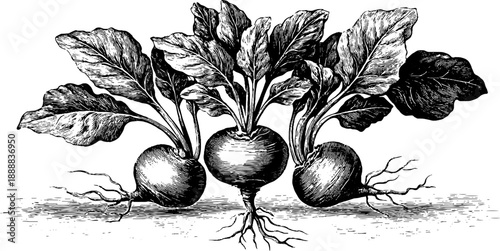 Vintage botanical engraving of bulb plant root system diagram for educational design