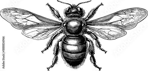 Vintage botanical bumblebee engraving for natural history design