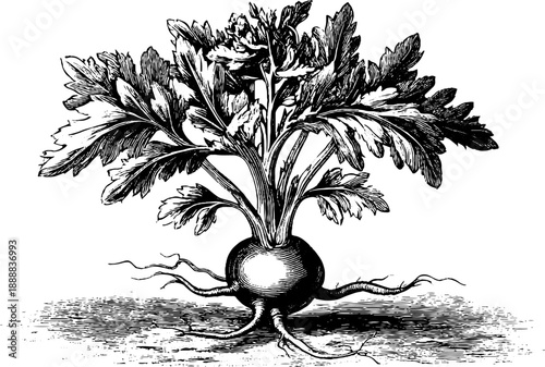 Burdock root vintage botanical study illustration for herbal medicine design