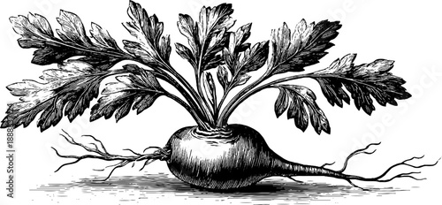 Vintage botanical illustration of carrot root with leaves and taproot