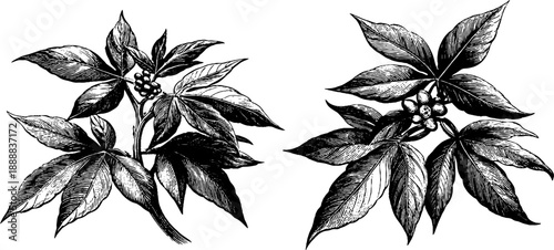 Castor bean plant with toxic seeds – vintage botanical engraving for historical studies