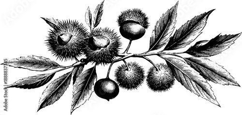 Chestnut branch with spiky fruit botanical art for design and decor