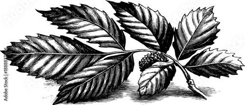 Vintage botanical engraving of chestnut leaf with palmate structure for nature design