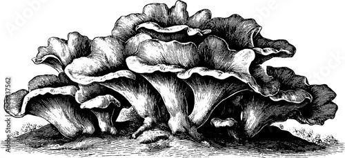 Vintage botanical illustration of chicken of the woods fungus cluster for nature design