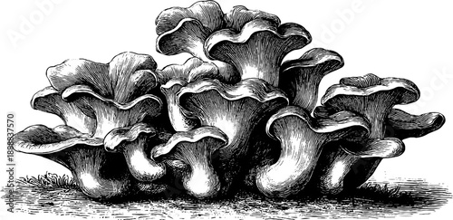 Chicken of the woods fungus cluster vintage botanical engraving art