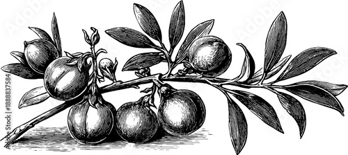 Vintage chickpea plant botanical illustration for design and decoration