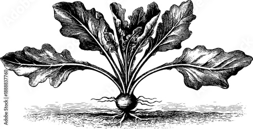 Chicory root plant botanical illustration for herbal nature design