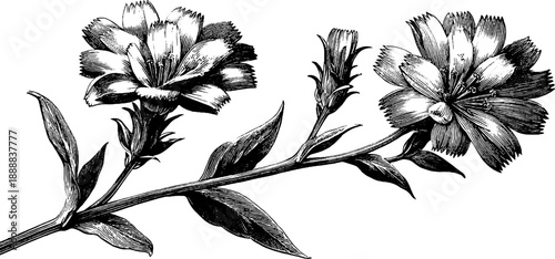 Chicory wild flower with stem - vintage botanical engraving for design and decoration
