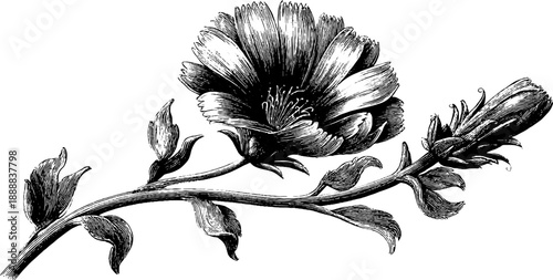 Chicory wild flower with stem in vintage botanical engraving art for decorative print design