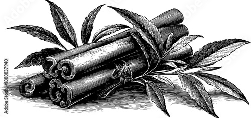 Vintage botanical engraving of cinnamon sticks and leaves for retro design and decoration