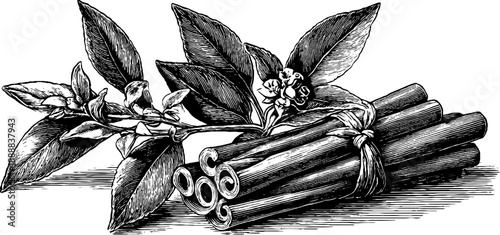 Vintage botanical cinnamon sticks bundle engraving - 19th century inspired design for label or print