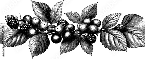 Classical cornice moulding with vintage botanical detail for design projects