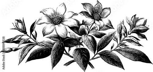 Classical decorative medallion with vintage botanical engraving design