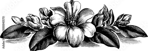 Classical decorative medallion with vintage botanical engraving design for art and decor