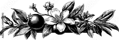 Classical decorative mirror frame with vintage botanical engraving for art and design