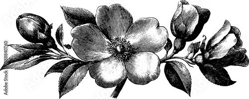 Vintage botanical illustration of decorative floral plate design