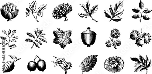 Classical botanical ornament collection for vintage design and decoration