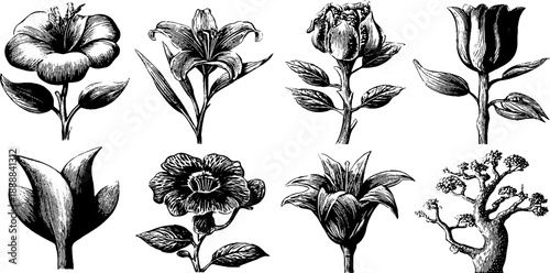 Vintage botanical flower collection for decoration and design projects