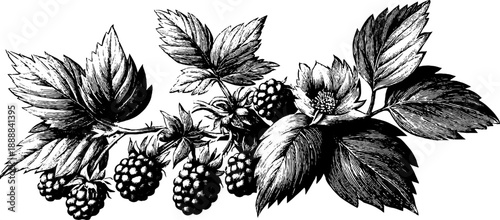 Classical decorative botanical plate pattern - vintage engraving design