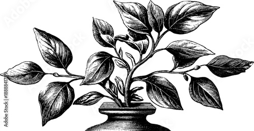 Classical statue and botanical silhouette with lighting and shadow study for retro design