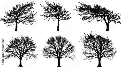 Silhouette of bare trees in a winter forest landscape