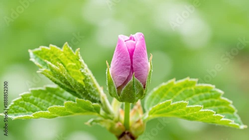 Budding flower close up