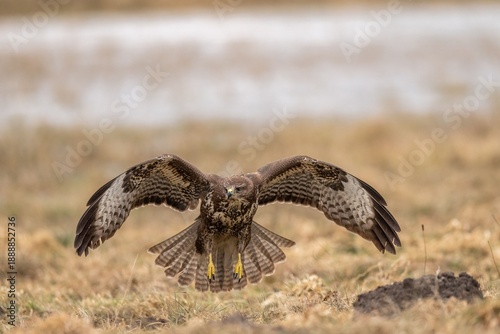 The common buzzard (Buteo buteo) - flying and spreading its wings, brown and white bird of prey hunting on a meadow