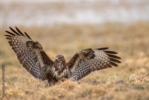 The common buzzard (Buteo buteo) - flying and spreading its wings, brown and white bird of prey hunting on a meadow
