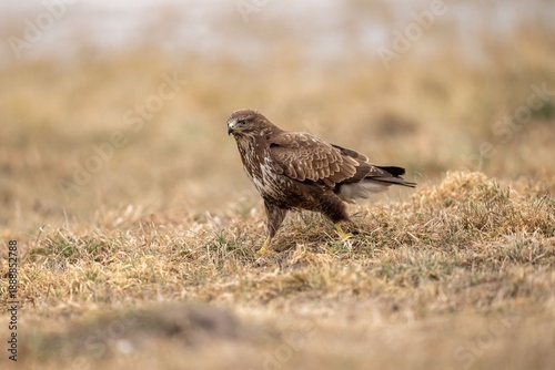 The common buzzard (Buteo buteo) - flying and spreading its wings, brown and white bird of prey hunting on a meadow