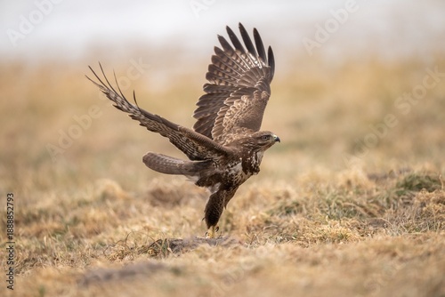 The common buzzard (Buteo buteo) - flying and spreading its wings, brown and white bird of prey hunting on a meadow