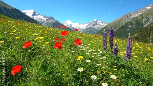 Mountain meadow flowers