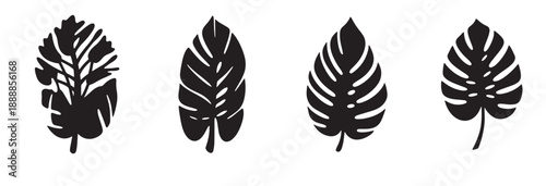 A stunning arrangement of black monstera leaves artistically displayed on a clean white background. Elegant black and white tropical leaves vector illustration.
