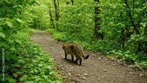 Cat walking forest path