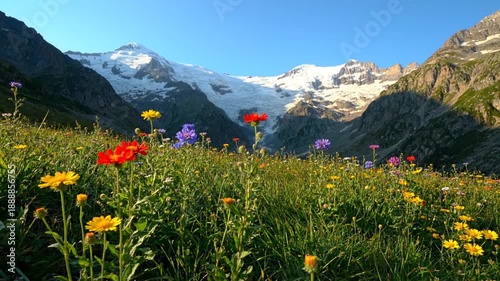 Mountain flowers sunlight view