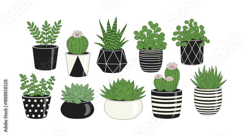 Large collection of diverse small succulents and cacti in stylishly patterned black and white pots arranged over a plain background.