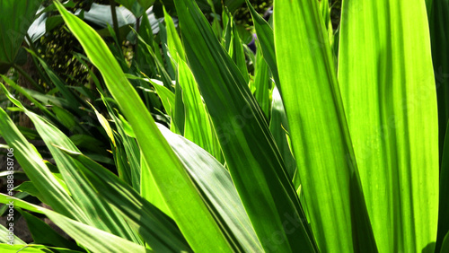 Obraz na plátně Garden plants with densely growing long leaves
