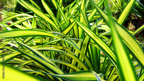 Obraz na płótnie Garden plants with densely growing long leaves