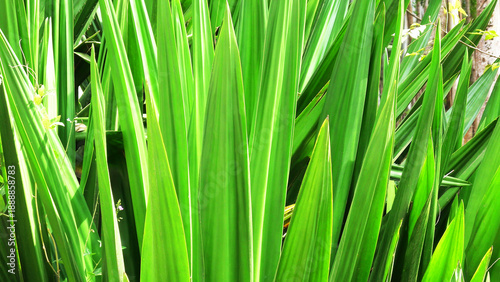 Obraz na płótnie Garden plants with densely growing long leaves