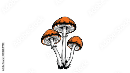 Artistic hand-drawn illustration of three wild mushrooms with detailed textures and orange caps isolated on a white background.