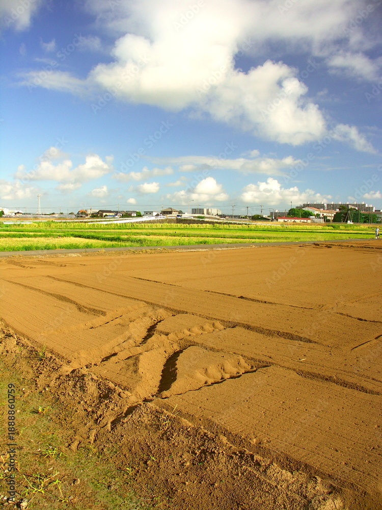 custom made wallpaper toronto digital郊外の耕作された初秋の畑風景