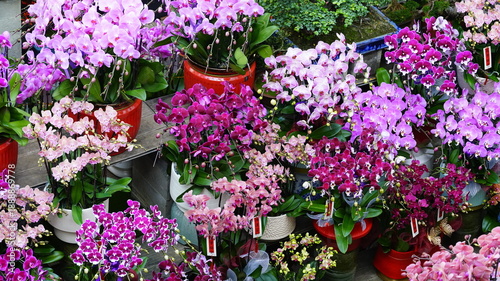 Wallpaper Mural Colorful orchids on display at a flower shop Torontodigital.ca