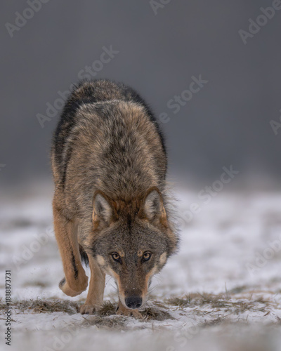 Wolf