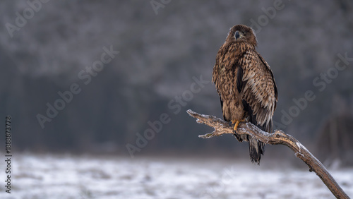 Seeadler